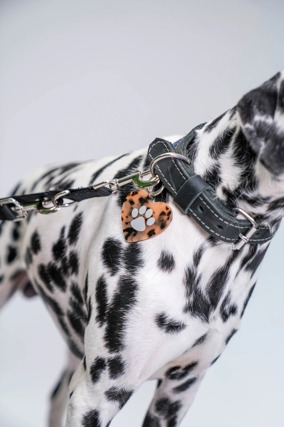Paw - Charm Herz Tier - Limited Edition